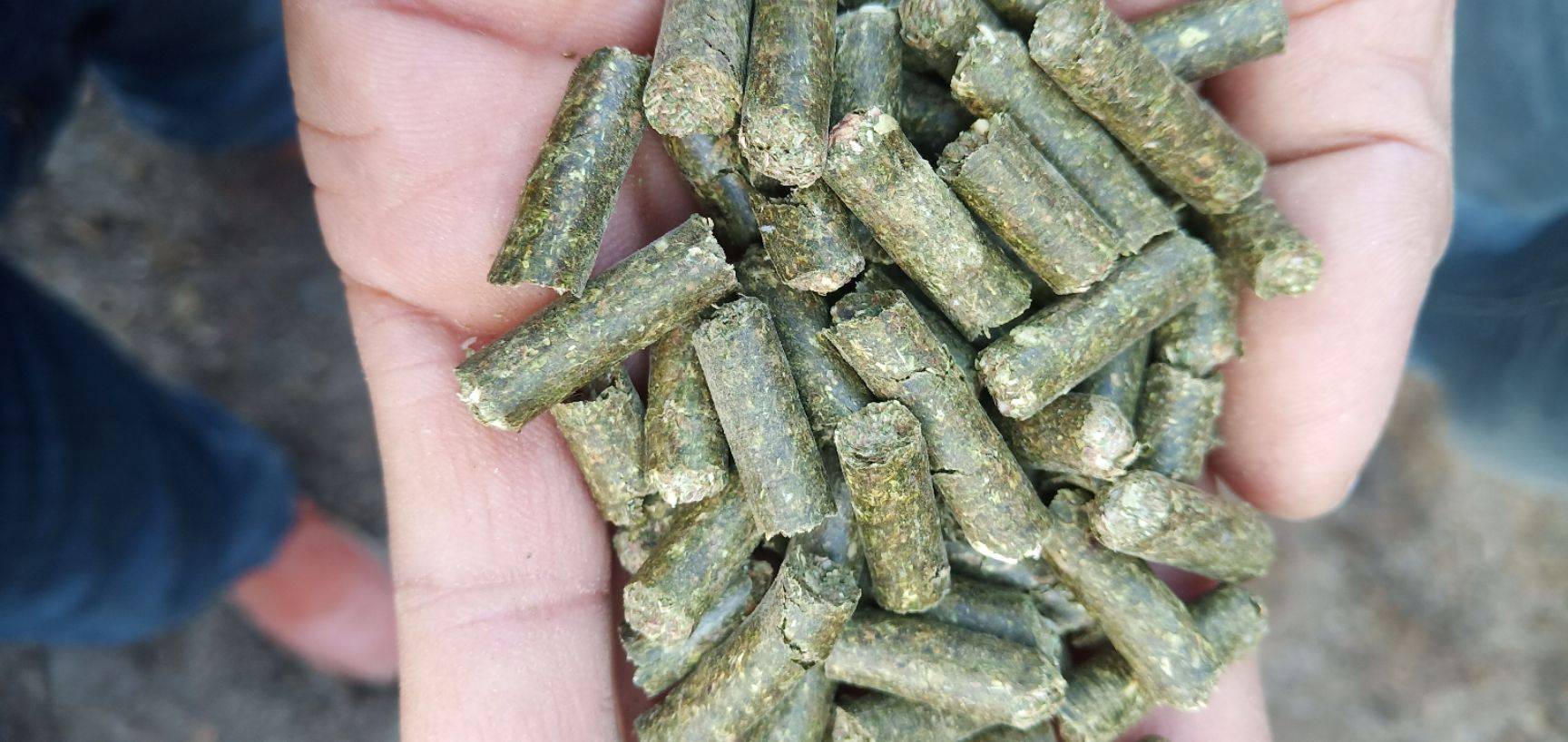 豆粕玉米价格持续回调，养猪成本下降后盈利还远吗？